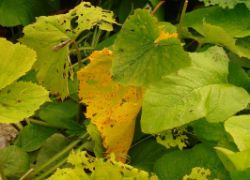 2013-08-18_Regina-F-Rau_Schachen_Blumen  (027).JPG